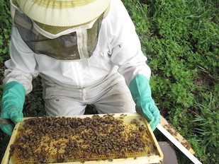 A member of the research team inspects a honey bee hive to assess the overall health of the colony in response to imidacloprid. Photo: Galen Dively (Click image to download hi-res version.)