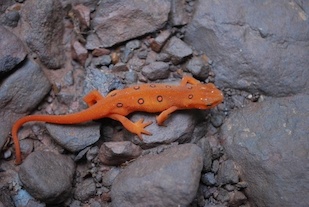 Mortality was 100% among Eastern red-spotted newts (Nothophthalmus viridescens) exposed to Batrachochytrium salamandrivorans, a newly-named fungus emerging from Asia. The North American native newt, shown here in its juvenile stage, is a popular aquarium pet. Photo: Edward Kabay